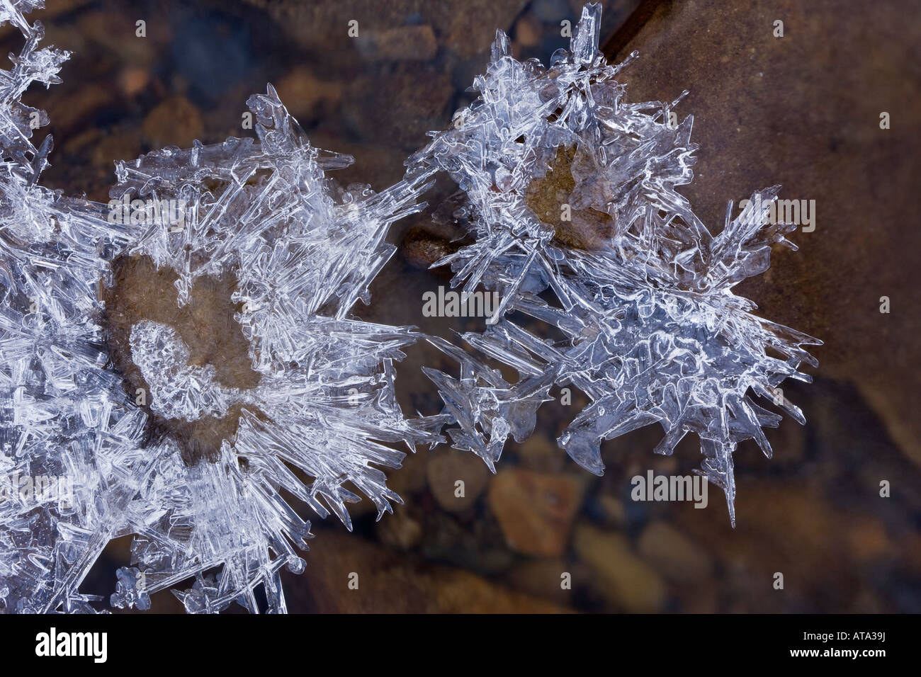 Eiskristalle auf Stream Derbyshire Peak District Stockfoto