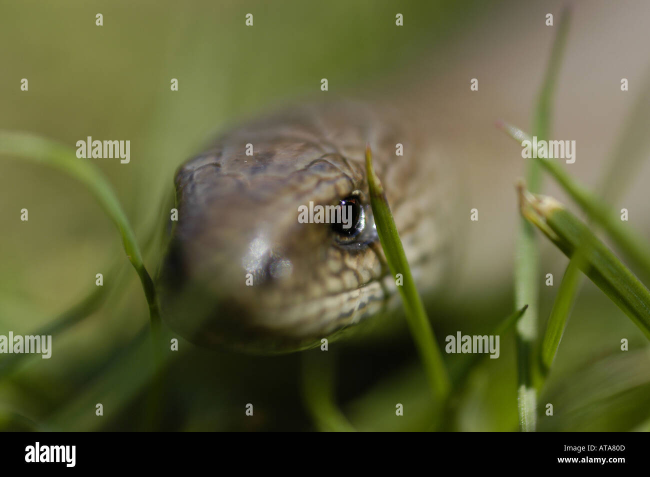 Langsam Wurm (geschiedenen Fragilis) in einem Garten in Wales, UK Stockfoto