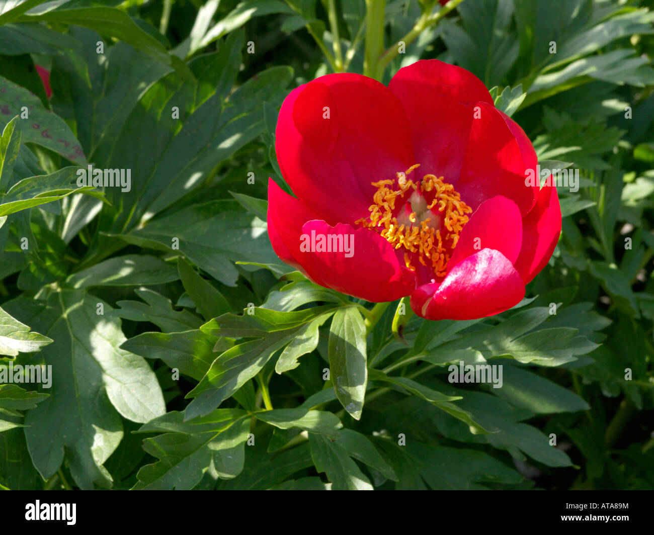 Korallen-Pfingstrose (Paeonia mascula subsp. Russoi) Stockfoto