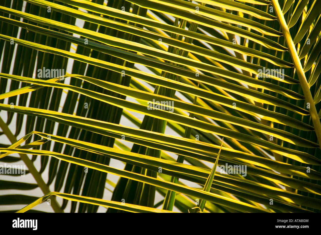 Mexiko Riviera Nayarit Dorf von Sayulita in der Nähe von Puerto Vallarta an der Pazifik-Detail Palme Blätter Stockfoto