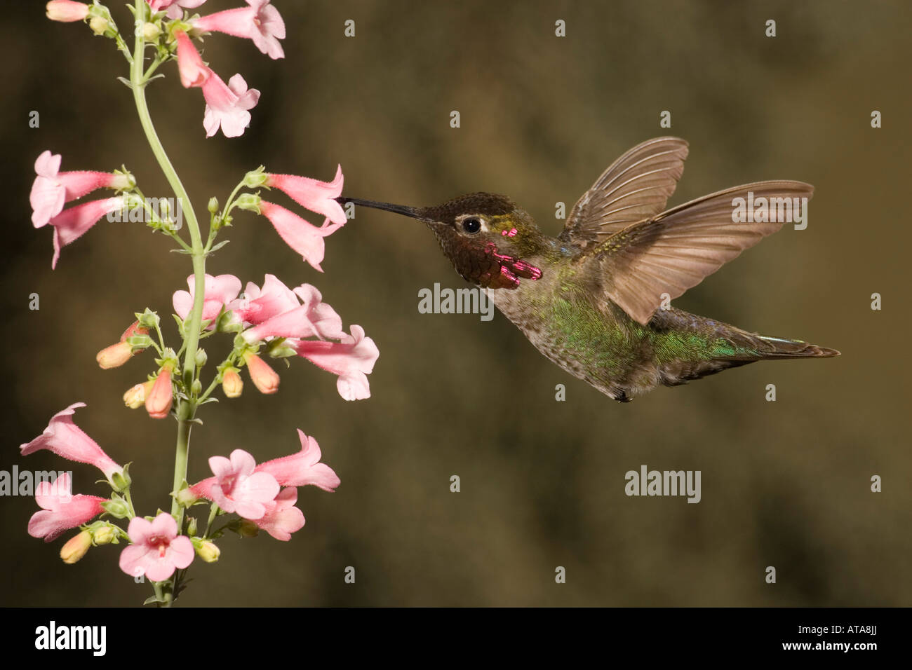 Annas Kolibri männlich, Calypte Anna, Fütterung bei Penstemon Parryi Blumen. Stockfoto