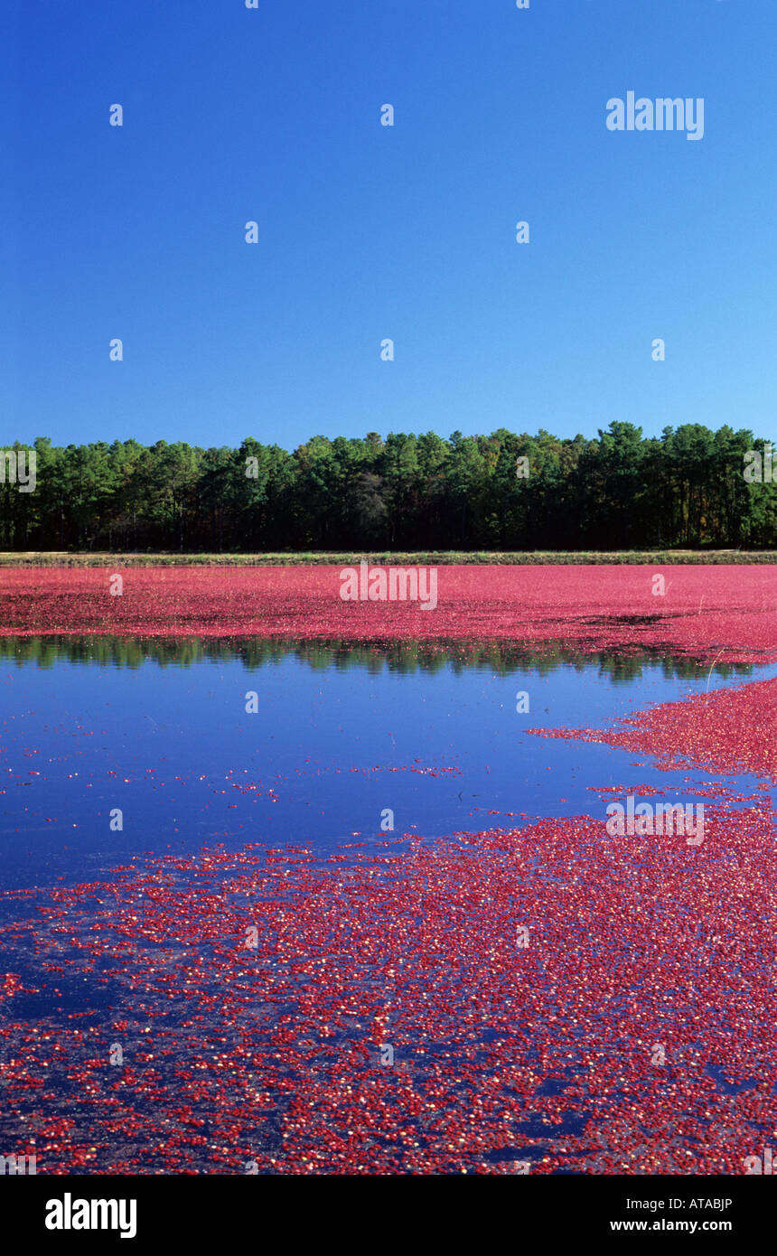 Cranberry Bog Stockfoto