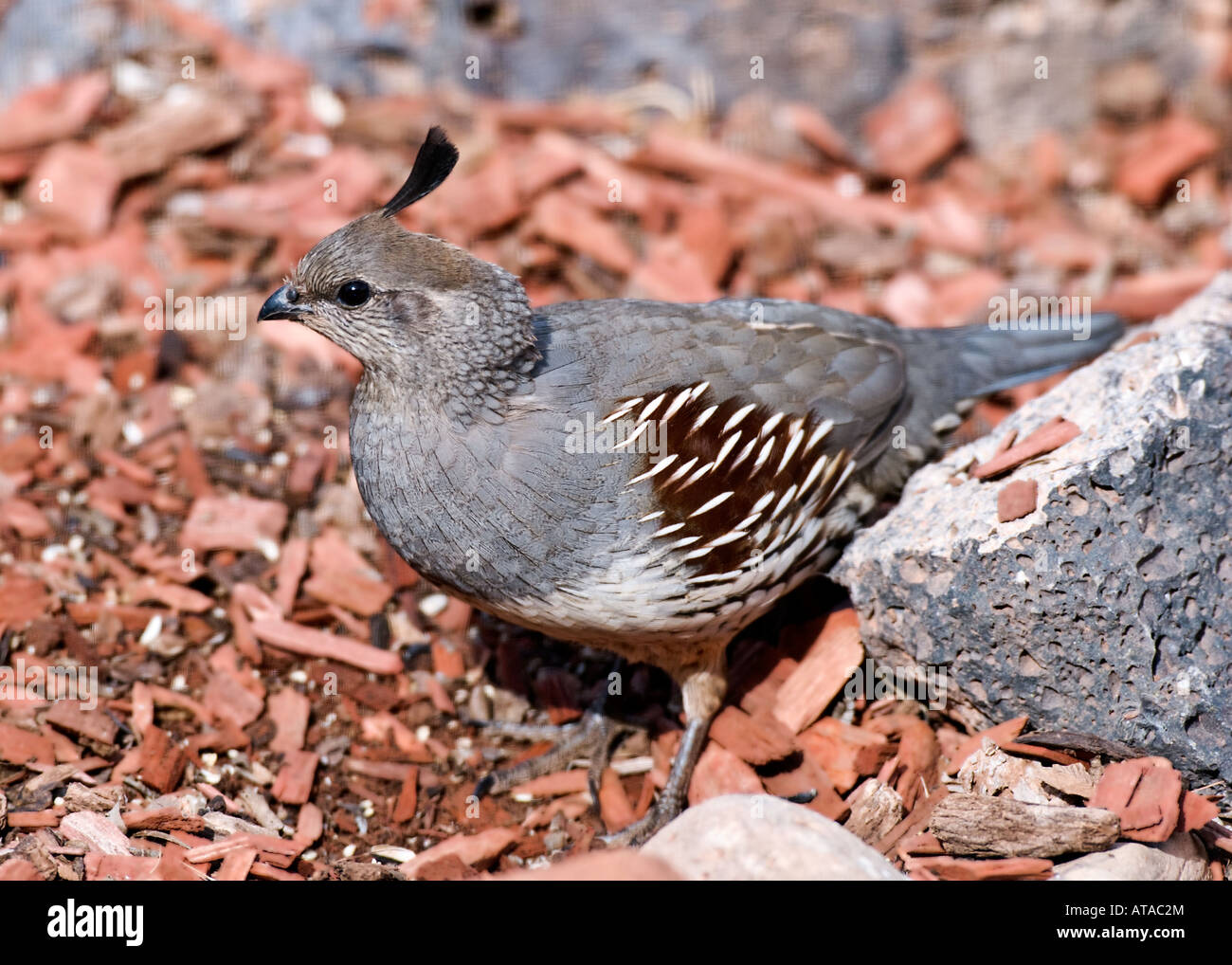 Weibliche Gambels Wachteln auf Nahrungssuche.  Stock Fotografie von Cahyman. Stockfoto