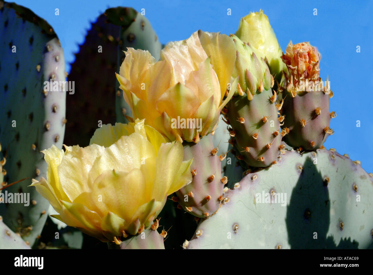 Gelbe Blumen auf Prickly Pear Cactus Stockfoto