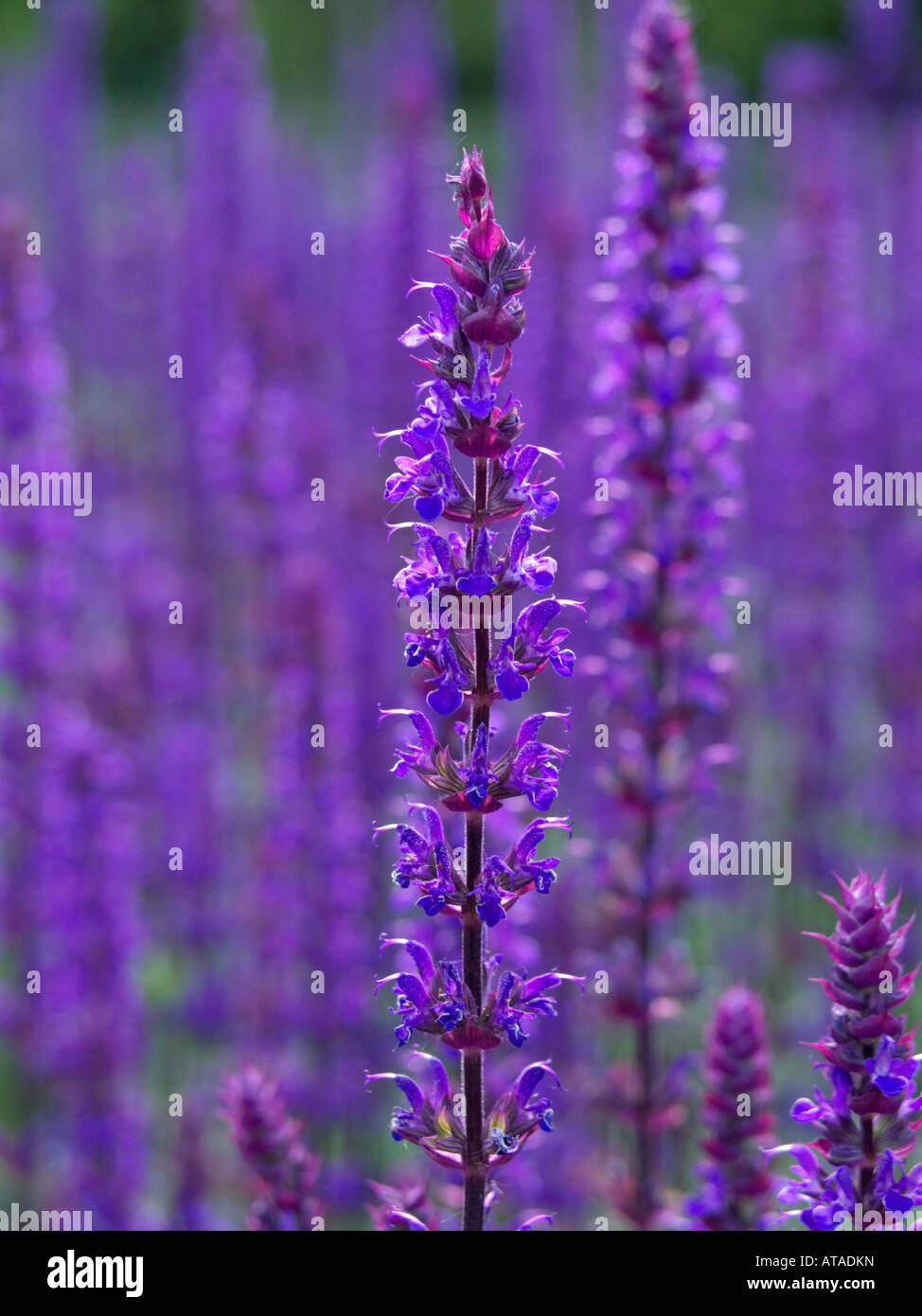 Woodland Salbei (Salvia officinalis 'caradonna') Stockfoto