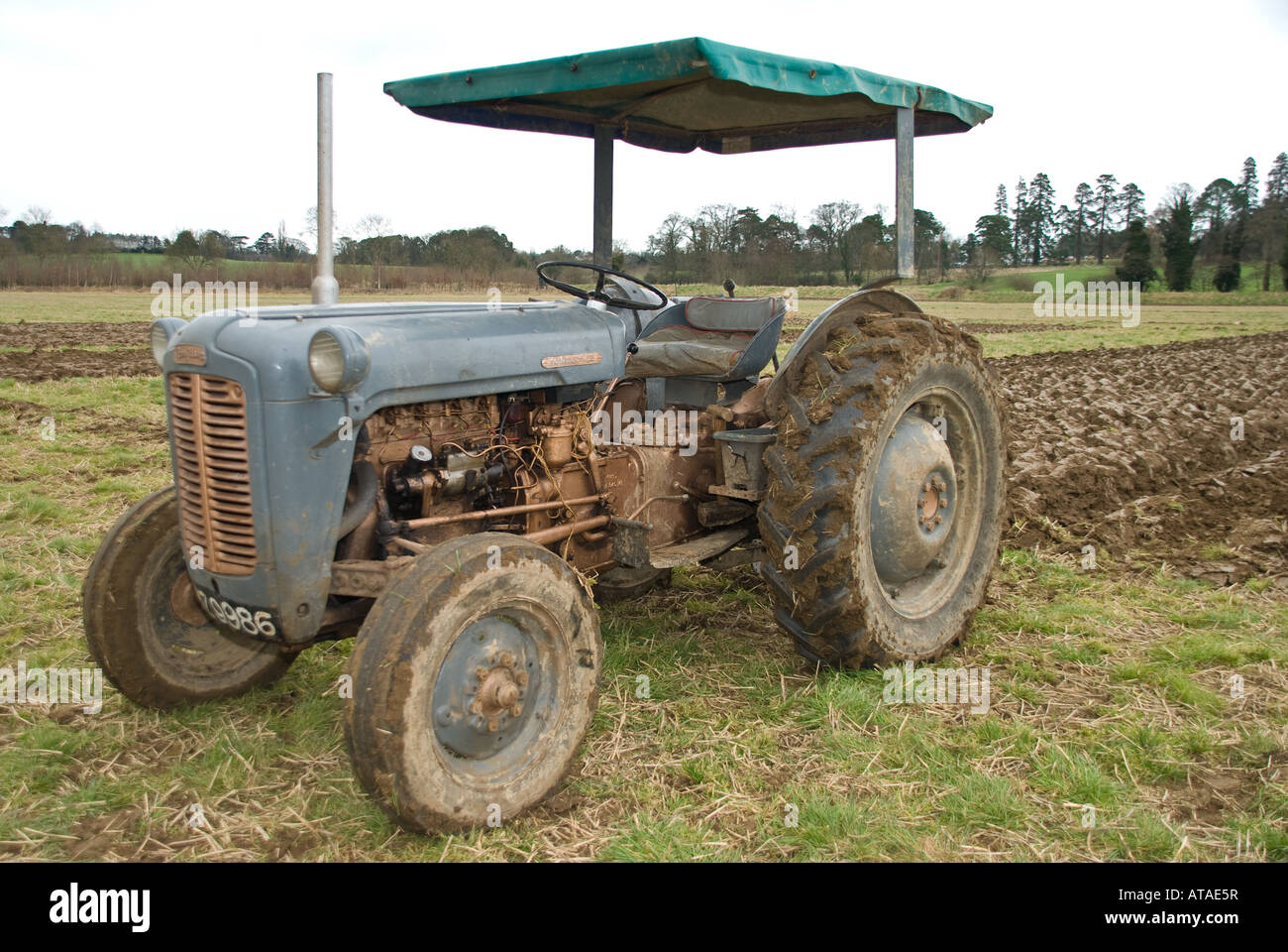 Massey Ferguson MF 35 FE35 Traktor 1955 (USA) 1956 (UK), wurde zu einem der beliebtesten Traktoren jemals veröffentlicht und ist heute noch im Einsatz Stockfoto