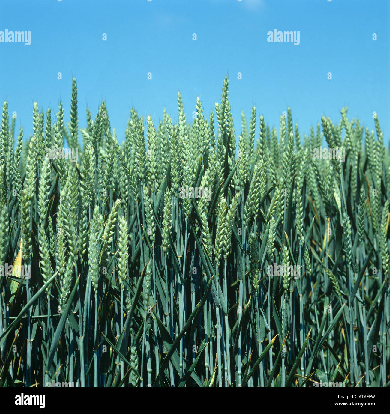 Weizenernte in grüne unreife Ohr gegen einen klaren, blauen Sommerhimmel Stockfoto