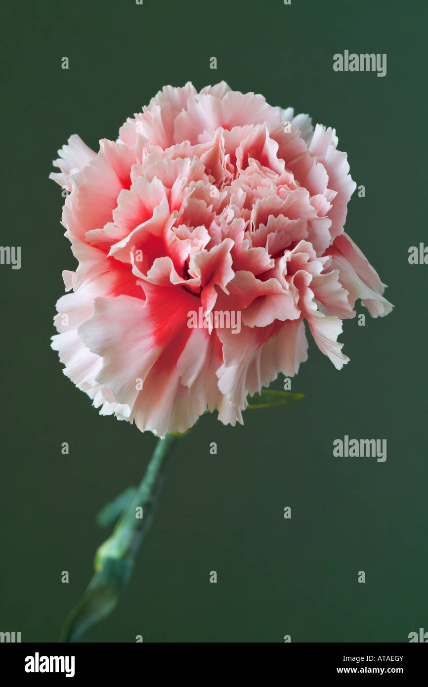 Rosa Nelke Stockfoto