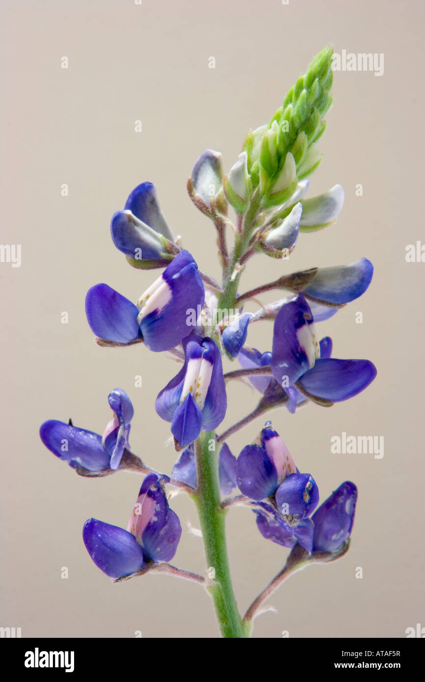 Foto von Texas Zustandblume Bluebonnet Lupinus texensis Stockfoto