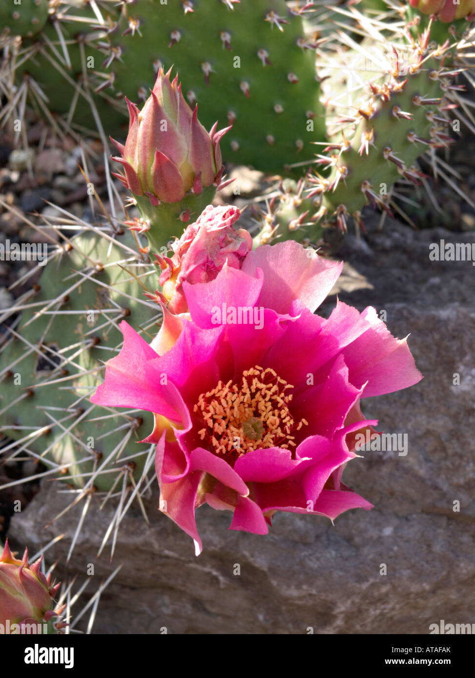 Kaktusbirne (Opuntia erinacea var. utahensis) Stockfoto