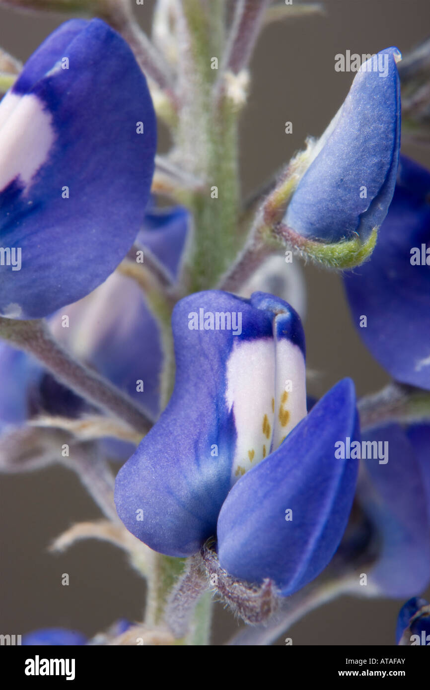 Nahaufnahme Foto von Texas Zustandblume Bluebonnet Lupinus texensis Stockfoto