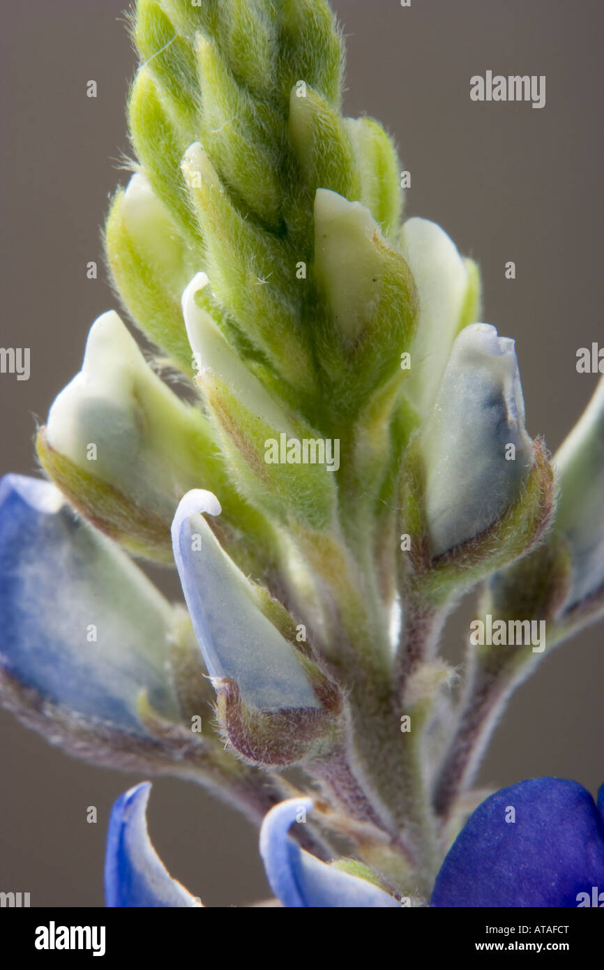 Nahaufnahme Foto von Texas Zustandblume Bluebonnet Lupinus texensis Stockfoto