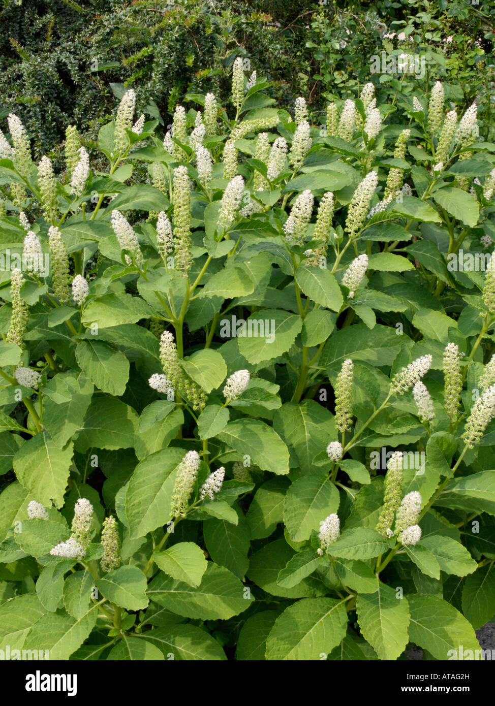 Indische pokeweed (phytolacca acinosa) Stockfoto