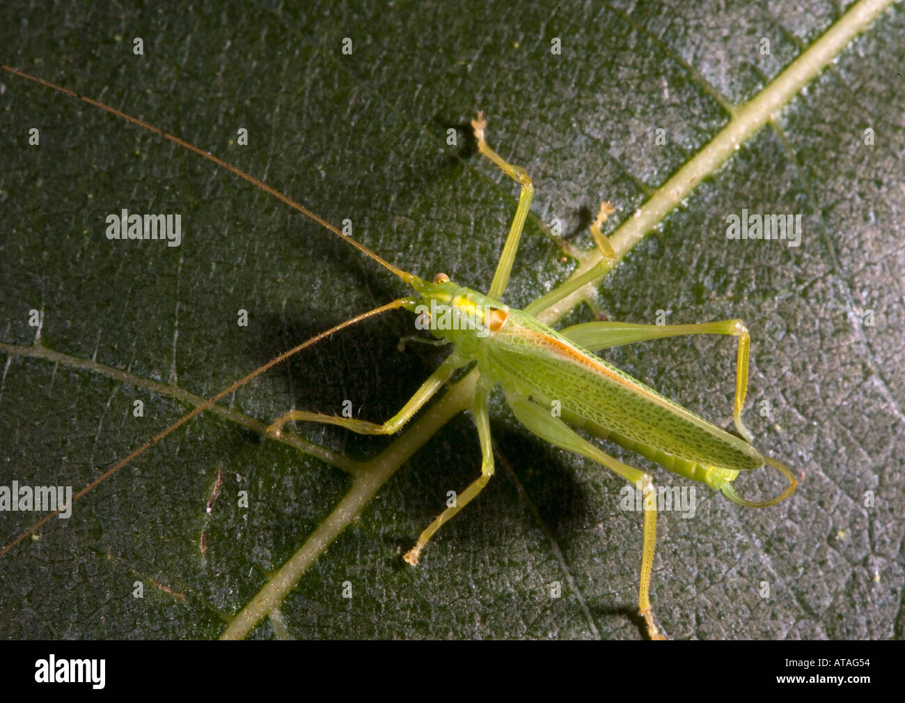 Männliche Eiche Bush Cricket auf Blatt Stockfoto