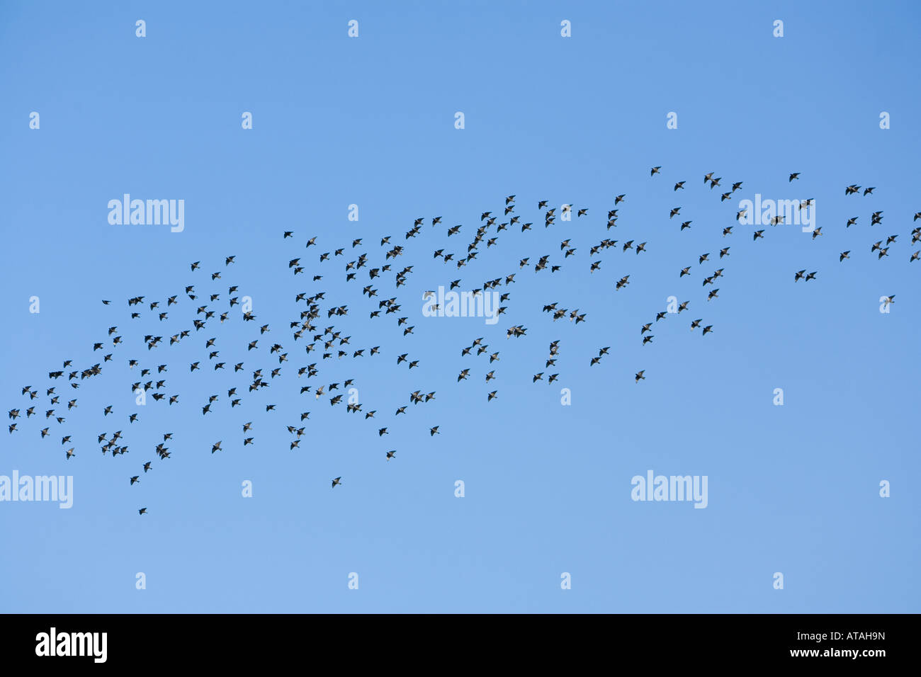 Herde von gemeinsamen Stare vor einem strahlend blauen Himmel Stockfoto