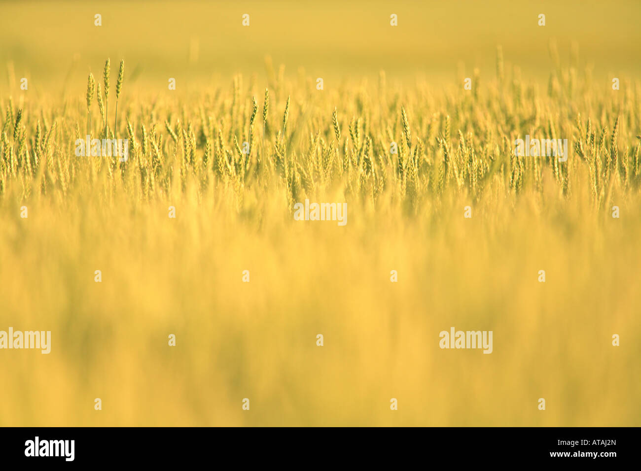 WEIZEN TRITICUM AESTIVUM FELD IM FRÜHJAHR IM NORDEN VON ILLINOIS Stockfoto