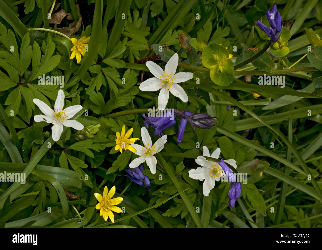 Frühling Wald Blumen Buschwindröschen Glockenblumen kleinen Schöllkraut usw. Stockfoto
