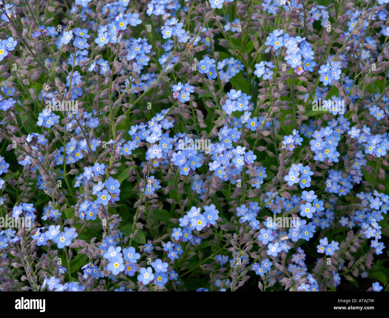 Alpine Vergißmeinnicht (Myosotis alpestris) Stockfoto