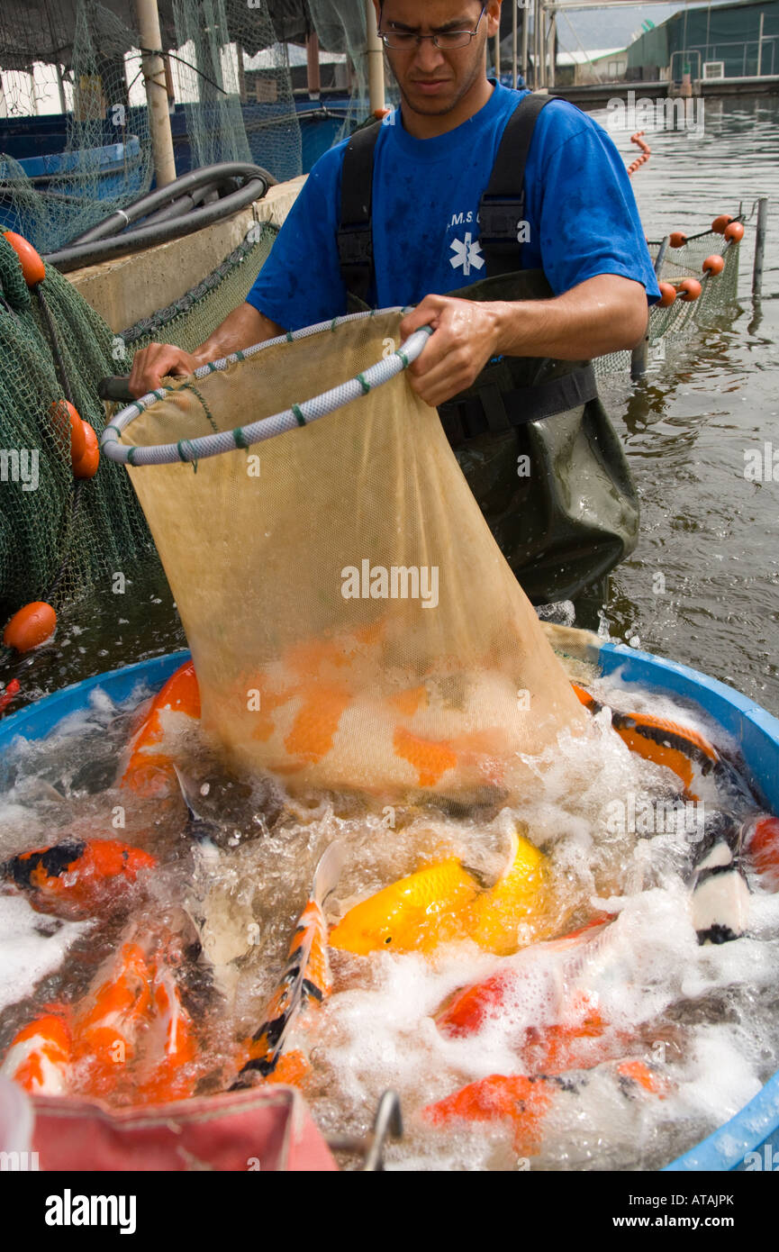 Israel Kibbuz Maagan Mikhael Ornamentation Fischfarm tägliche Aufgaben Mann sammeln Fische mit Netz im Fisch-pool Stockfoto
