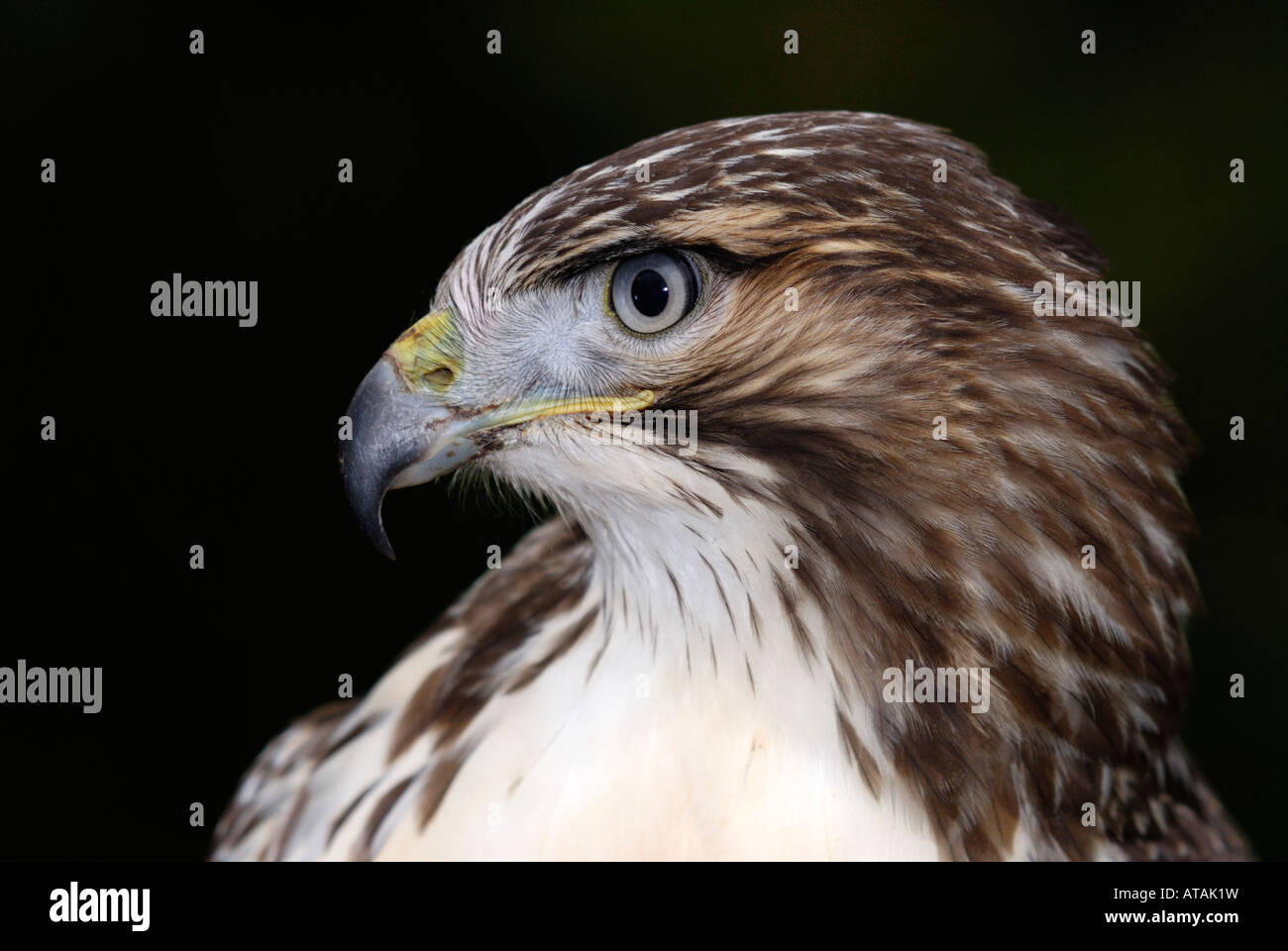 Eisenhaltiger Falke (Buteo Regalis) Stockfoto