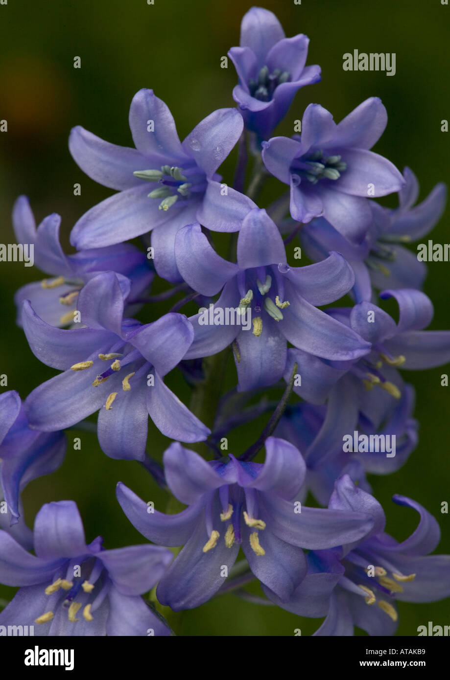 Hybrid Bluebell spanische x gemeinsame Bluebell eine invasive Hybrid; Hyacinthoides non-Scripta x H. hispanica Stockfoto