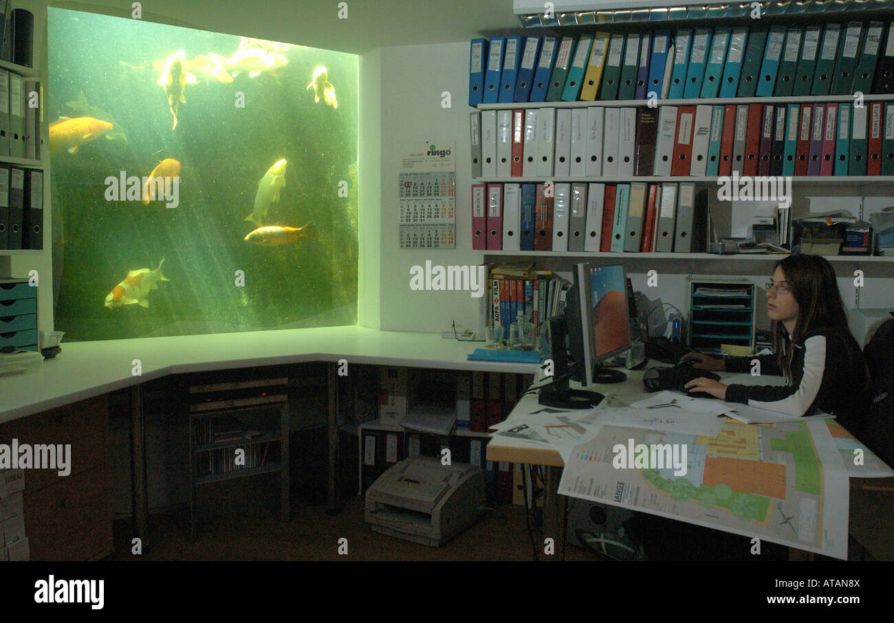 Junge Frau in einem Büro mit einem Koi-Karpfen-aquarium Stockfoto