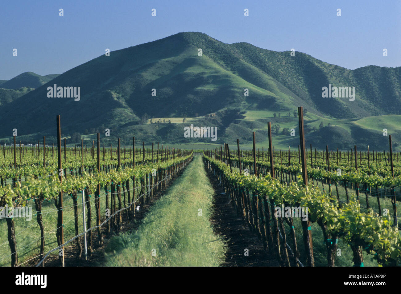 Weinberge im Frühjahr unterhalb der Sierra de Salinas in der Nähe von Soledad Monterey County in Kalifornien Stockfoto