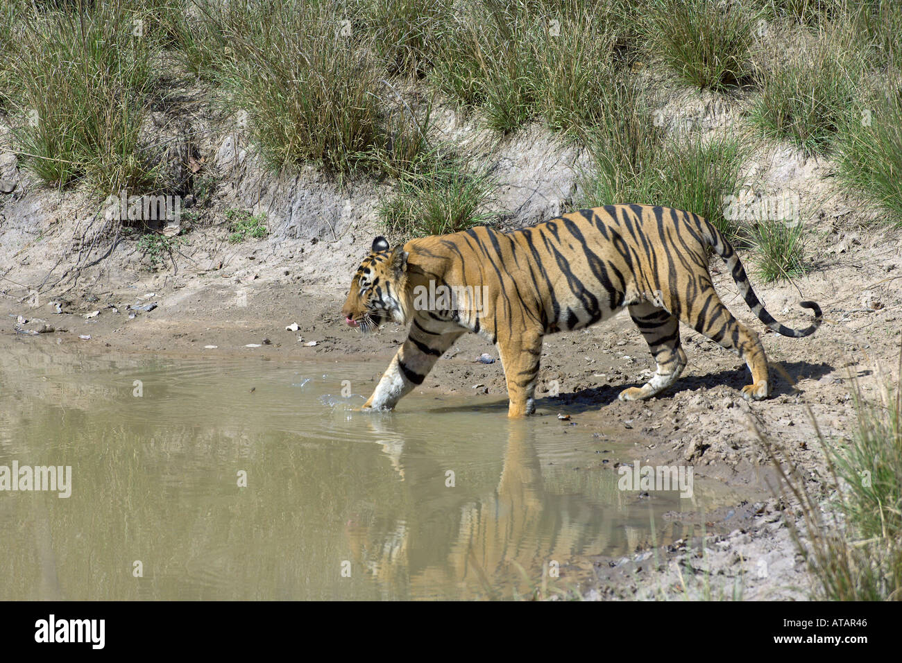 Durstig Bengal Tiger Panthera Tigris Männchen nähert sich Wasserloch Bandhavgarh National Park Madhya Pradesh, Indien, März 2005 Stockfoto