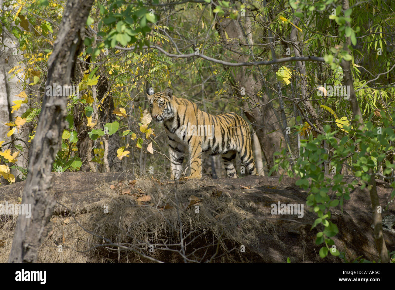 Bengal Tiger Panthera Tigris Jungtier ca. 10 Monate alt in Sal Wald Bandhavgarh National Park Madhya Pradesh, Indien, März 2005 Stockfoto