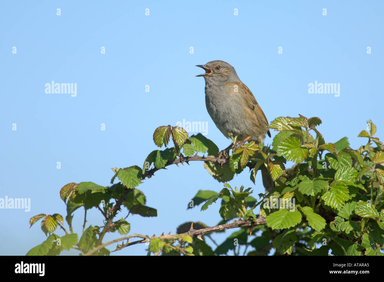 Heckenbraunelle oder eine Hecke beobachtet Prunella Modularis Erwachsenen singen in Blackberry Cambridgeshire England UK Mai 2005 Stockfoto