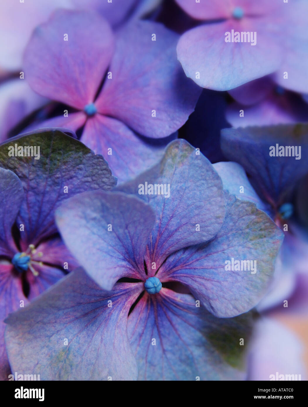 Blütenblatt Stockfoto