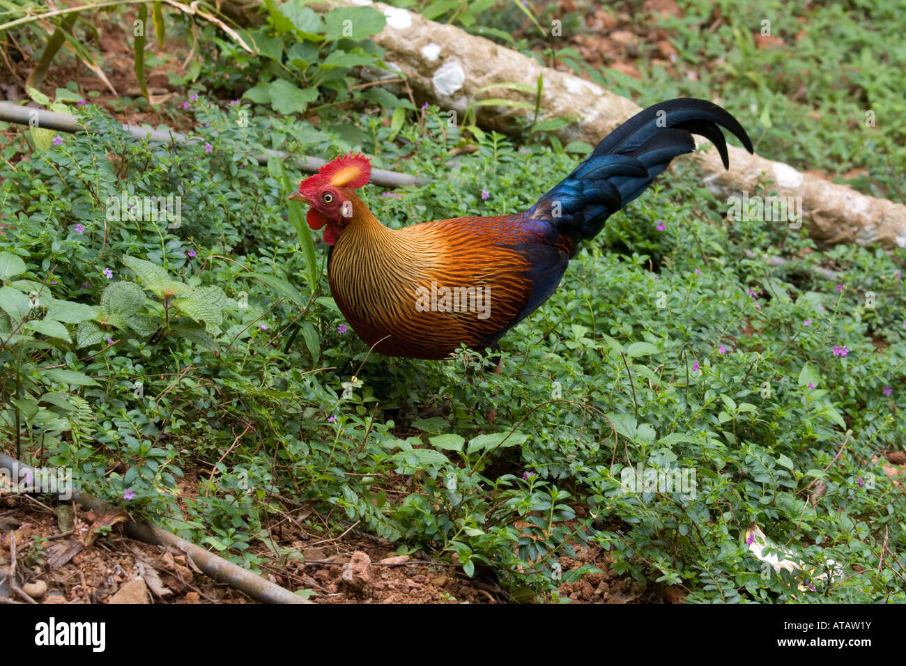 Männliche Ceylon Dschungel Geflügel im Zusammenhang mit der Haushenne Sri Lanka Stockfoto