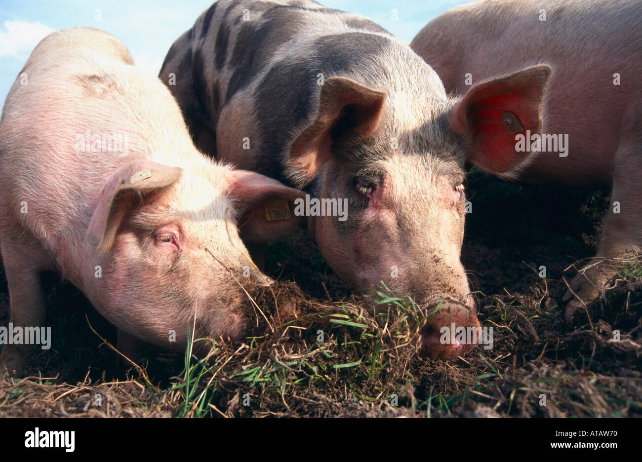 Hausschweine Schweine Stockfoto