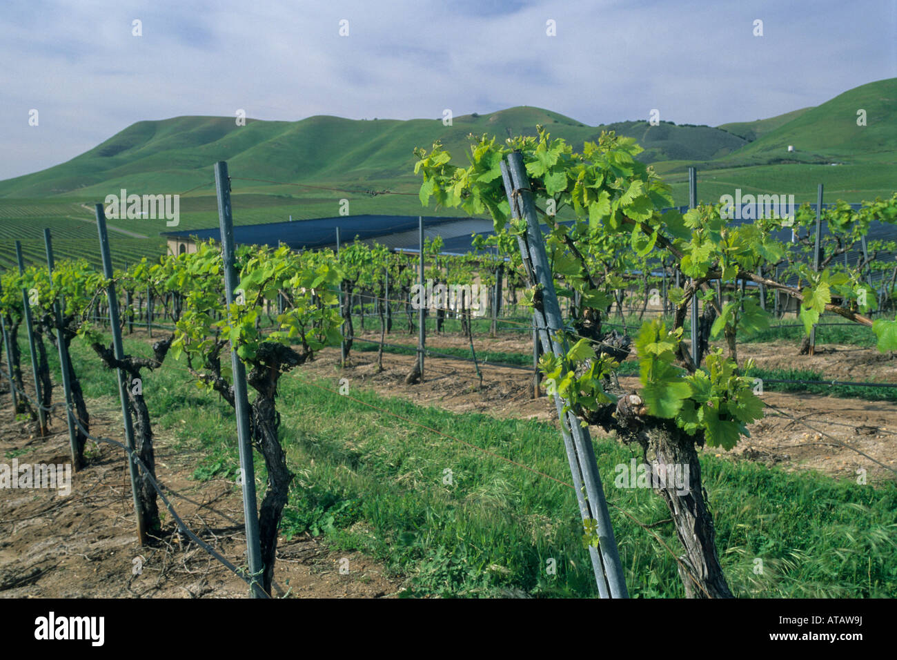 Weinreben im Frühjahr bei Cambria Weingut Santa Maria Valley Santa Maria Santa Barbara County Kalifornien Stockfoto