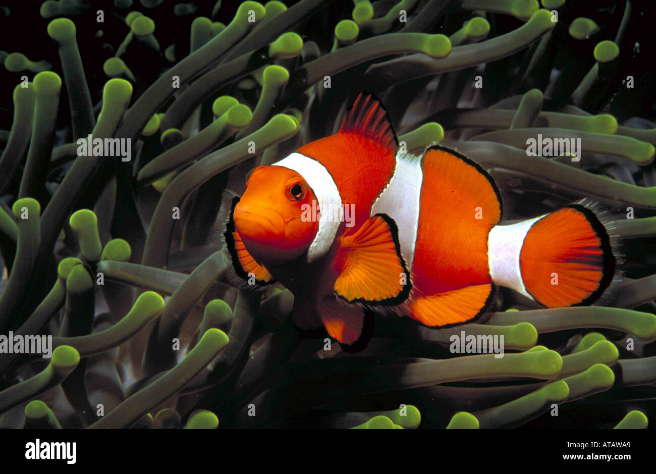 westlicher Clownfisch Amphiprion Ocellarius Clownfisch Anemonenfisch Indonesien Insel Sulawesi Wakatobi Im Indonesieren Atoll Stockfoto