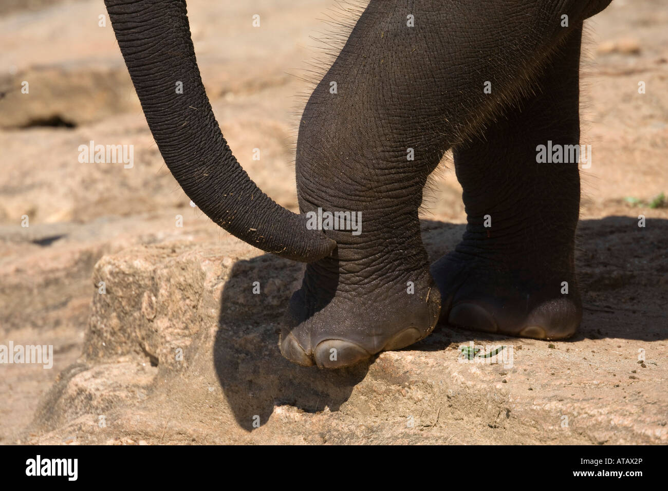 Stamm-Fuß und Zehen eines jungen asiatischen Elefanten Stockfoto