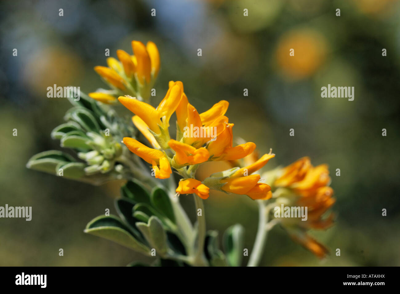 Anagyris Foetida, Bean Kleeblatt Stockfoto