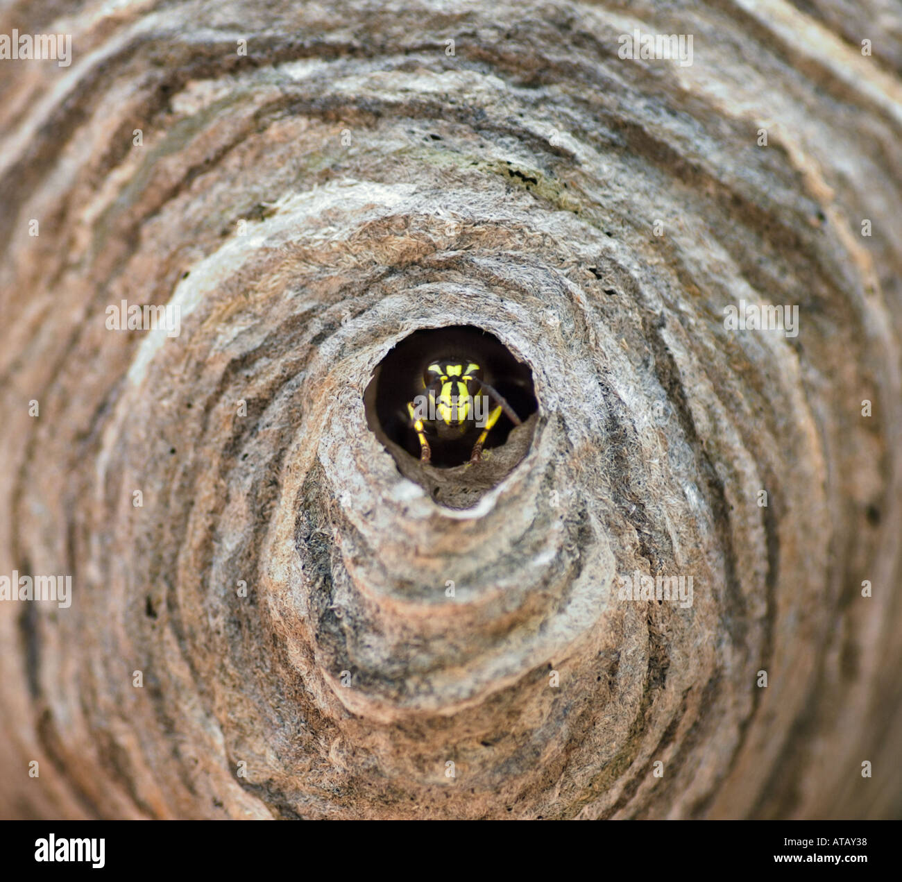 Einsamer Hornet im Eingang zum nisten Bald konfrontiert Hornet Vespula Maculata Unionville Ontario Kanada Stockfoto
