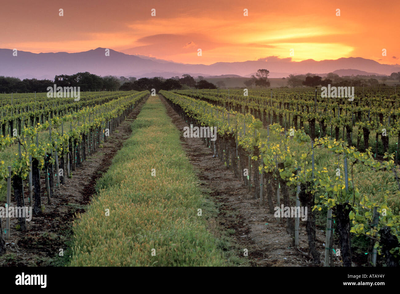 Sonnenaufgang über dem Weinberg im Frühjahr entlang Refugio Straße in der Nähe von Santa Ynez Santa Barbara County in Kalifornien Stockfoto