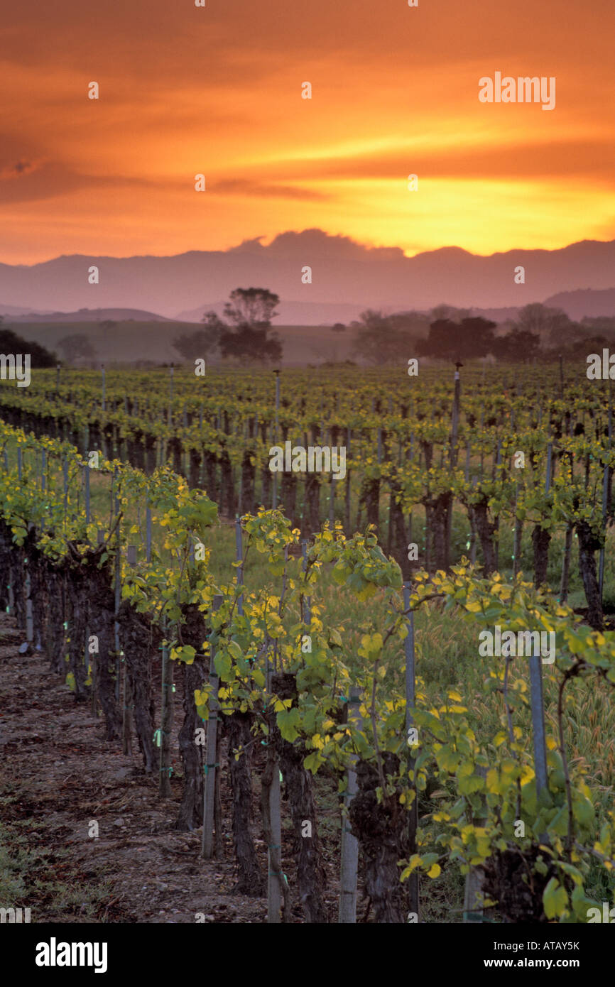 Sonnenaufgang über dem Weinberg im Frühjahr entlang Refugio Straße in der Nähe von Santa Ynez Santa Barbara County in Kalifornien Stockfoto