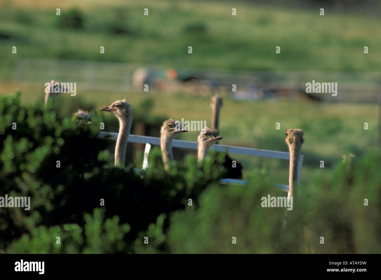 Strauß-Ranch in der Nähe von Solvang Santa Barbara County in Kalifornien Stockfoto