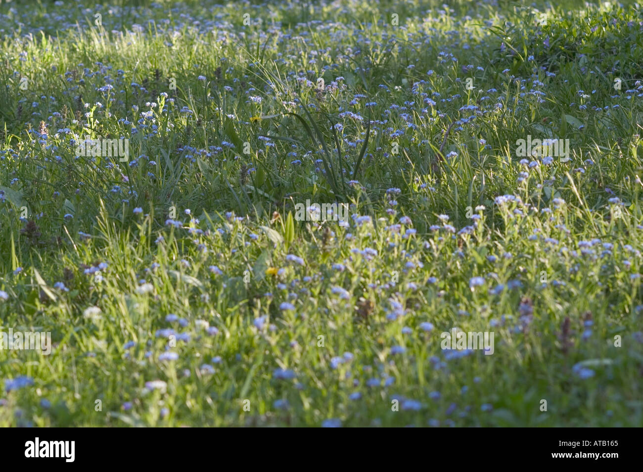 Vergiss mich nicht Myositis Boraginaceae Familie Blüten im zeitigen Frühjahr im zentralen Norden des Staates New York Stockfoto
