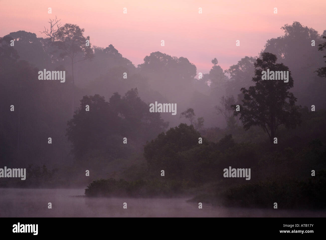 Morgendämmerung in der Monsun-Regenwald im Nationalpark Khao Yai, Thailand Stockfoto