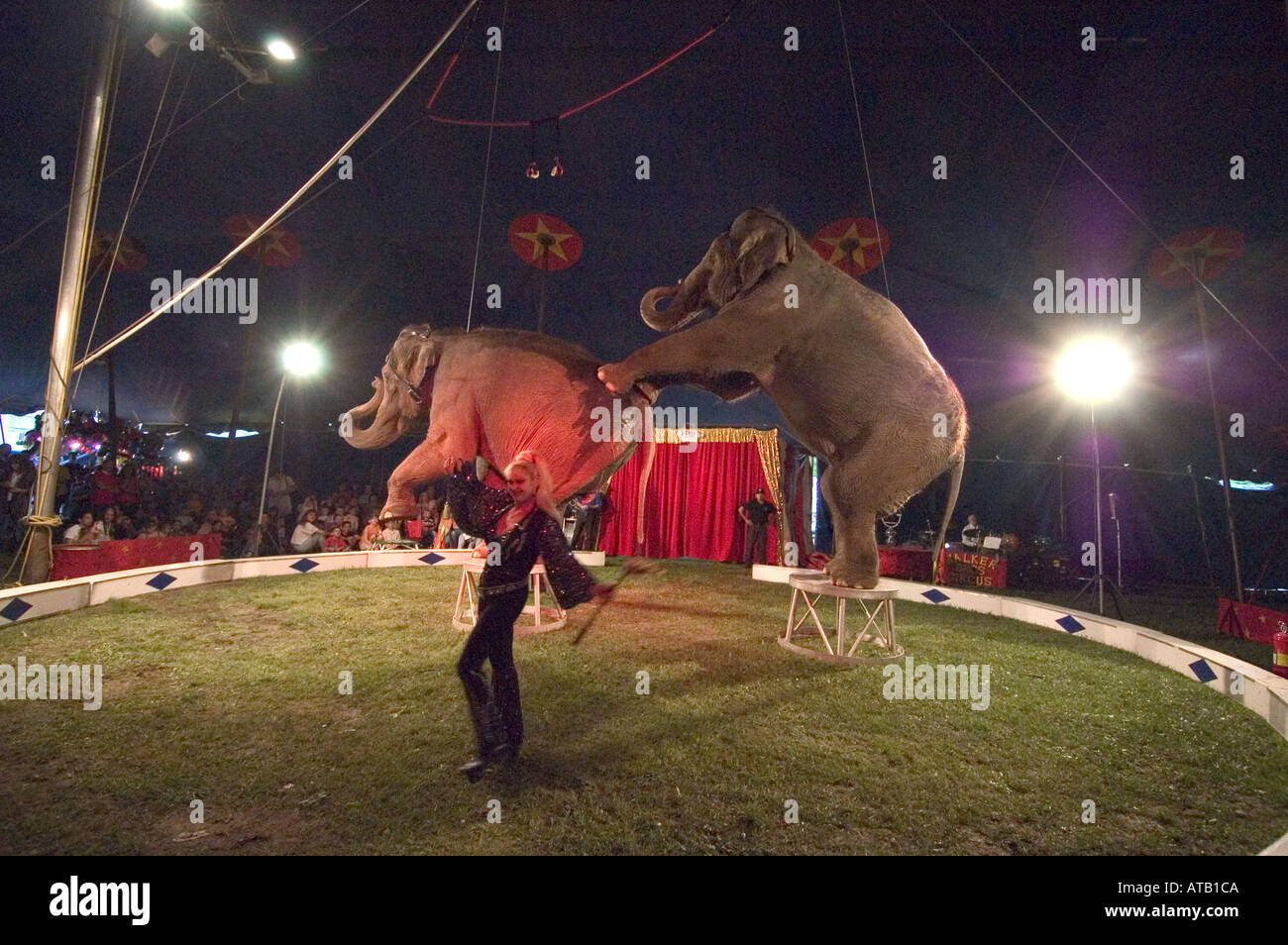 Geschulte Elefanten handeln Walker Brothers Circus Stockfoto