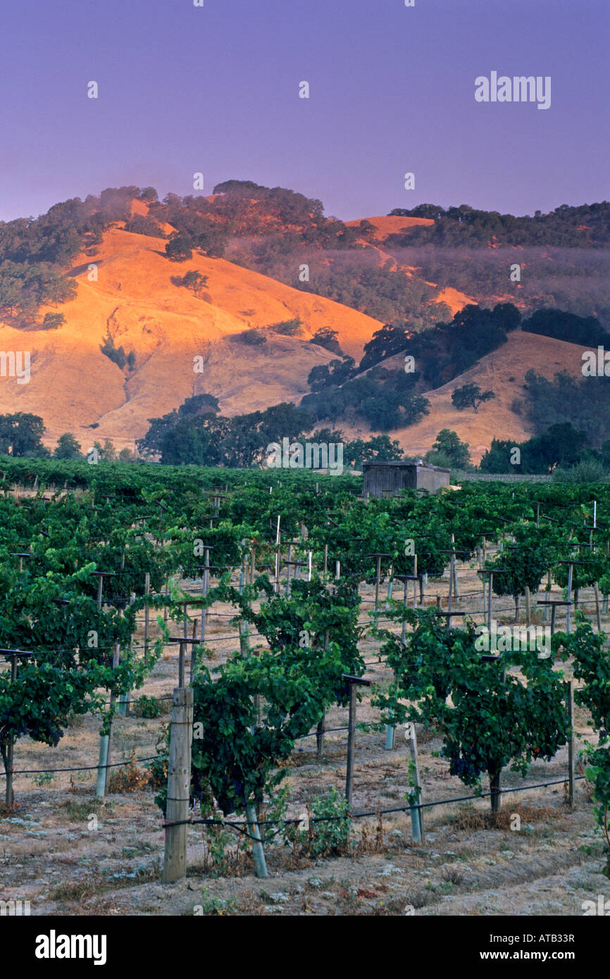 Morgennebel über Weinberge bei Sonnenaufgang in der Nähe von Hopland Mendocino County, California Stockfoto