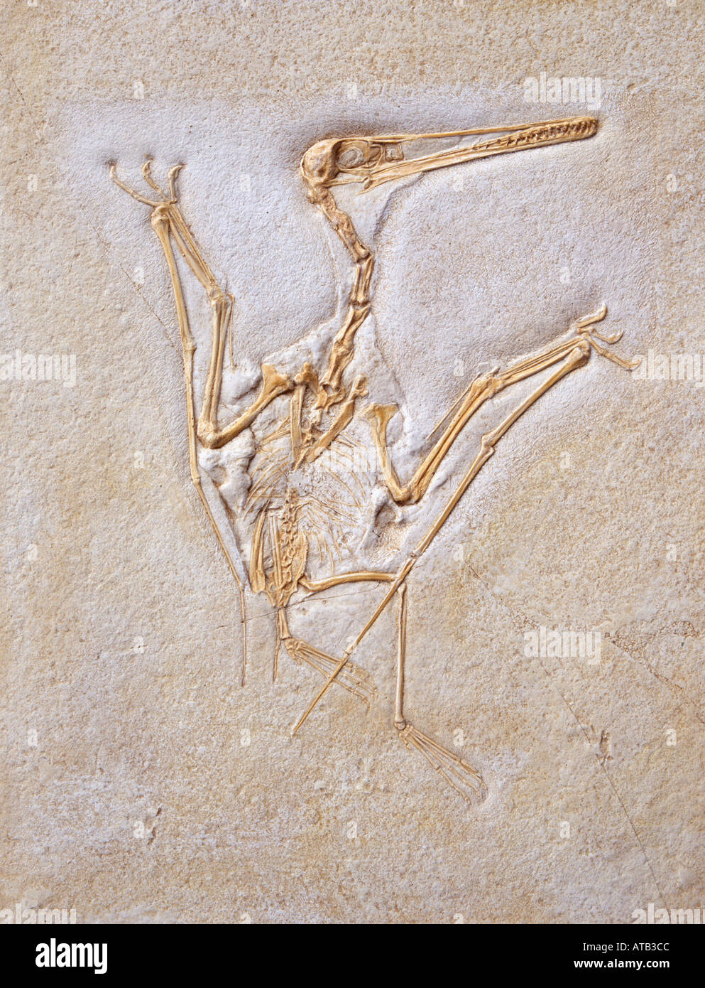 Pterodactylus Kochi Flugsaurier fossilen Stockfoto