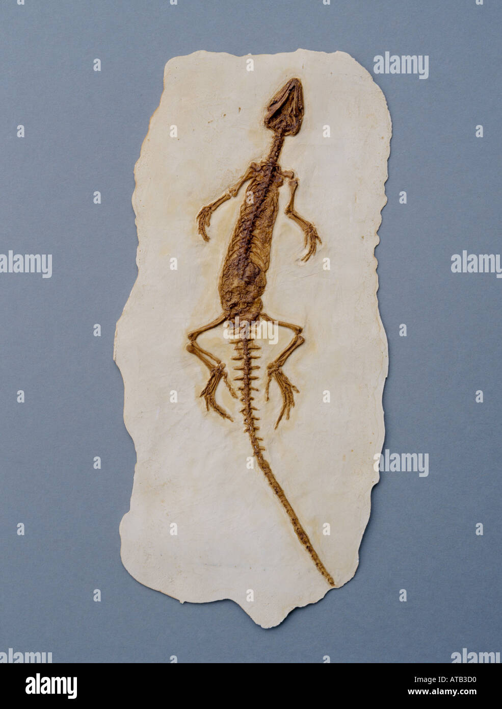 Homoesaurus Maximiliani fossilen Stockfoto