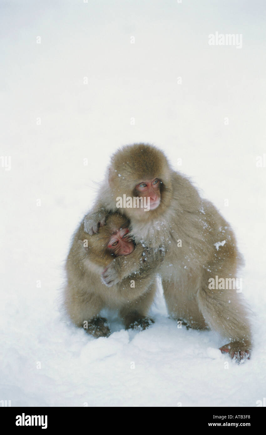 Baby-Schnee-Affen spielen im Schnee Stockfoto