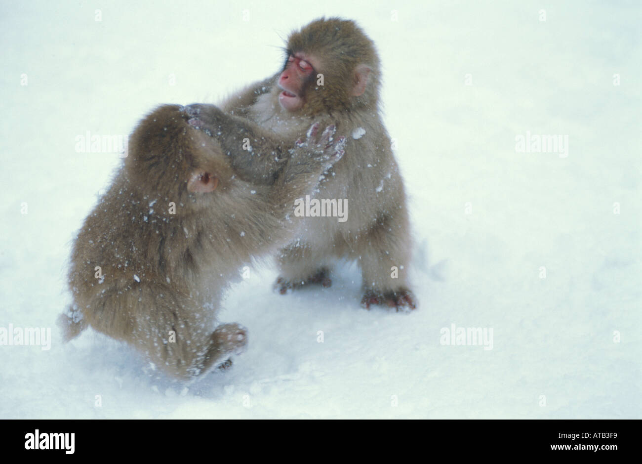 Baby-Schnee-Affen spielen im Schnee Stockfoto