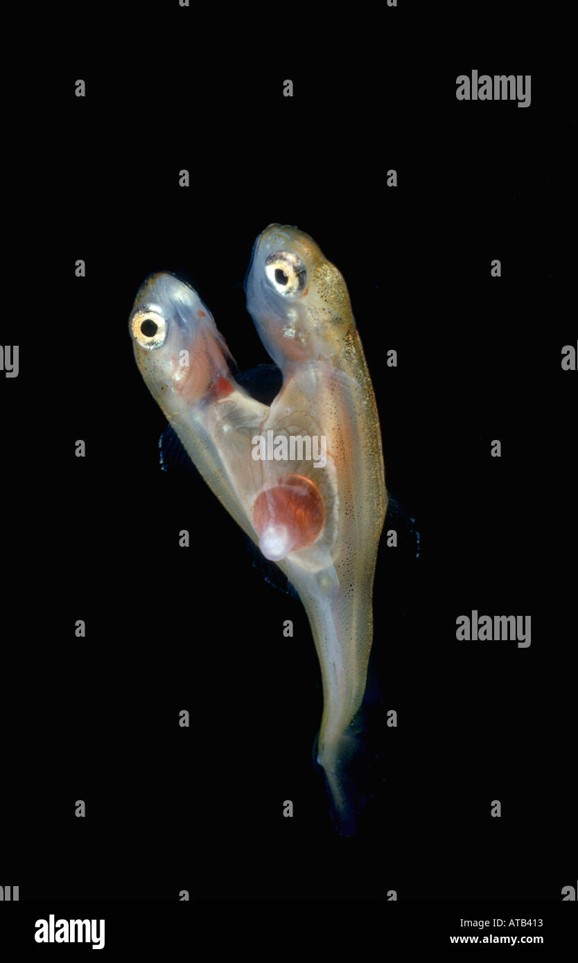 Lachs Brütling siamesische Zwillinge Stockfoto